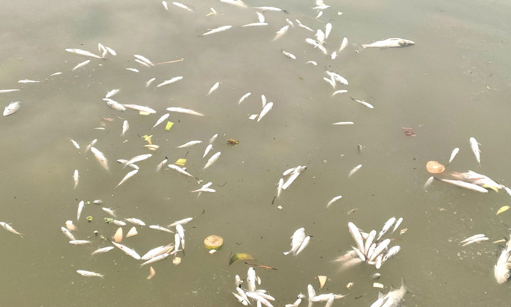 বিষ ঢেলে দেখার হাওরের ভাড়াখন্তার মাছ নিধন কৃষকের সর্বস্বান্ত, তদন্ত সহ শাস্তির দাবি