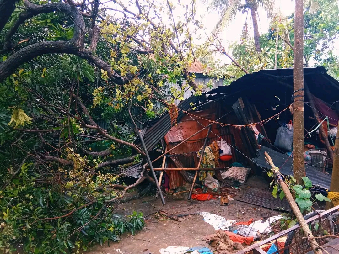 কালবৈশাখীর ছোবলে দিরাইয়ে ব্যাপক ক্ষয়ক্ষতি: গাছপালা উপড়ে বিদ্যুৎ সংযোগ বিচ্ছিন্ন।