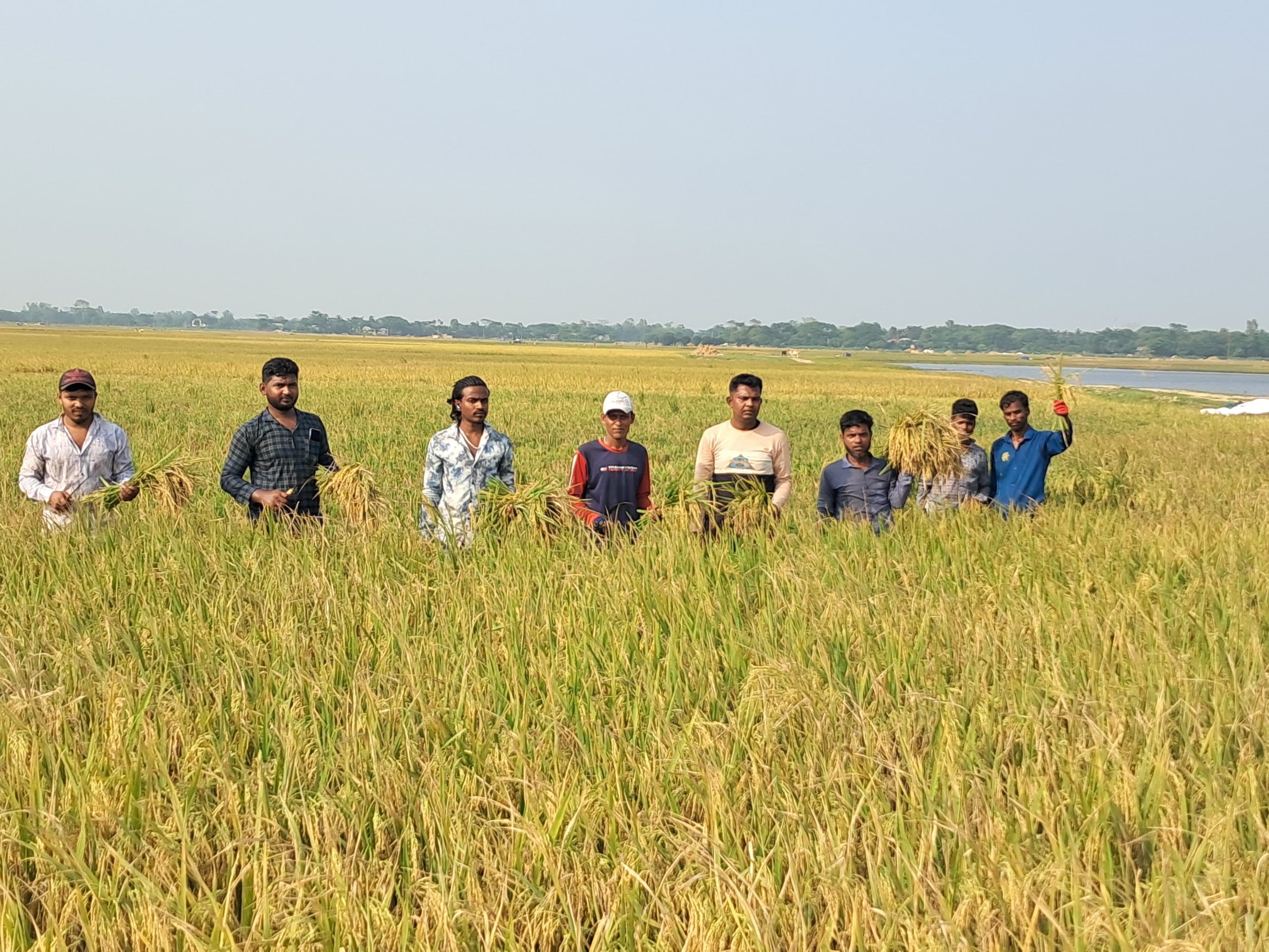 দিরাইয়ে সমাজসেবা ফাউন্ডেশনের ধান কর্তন কর্মসূচি শ্রমিক সংকট ও ন্যায্যমূল্যের অভাবে দিশেহারা কৃষক