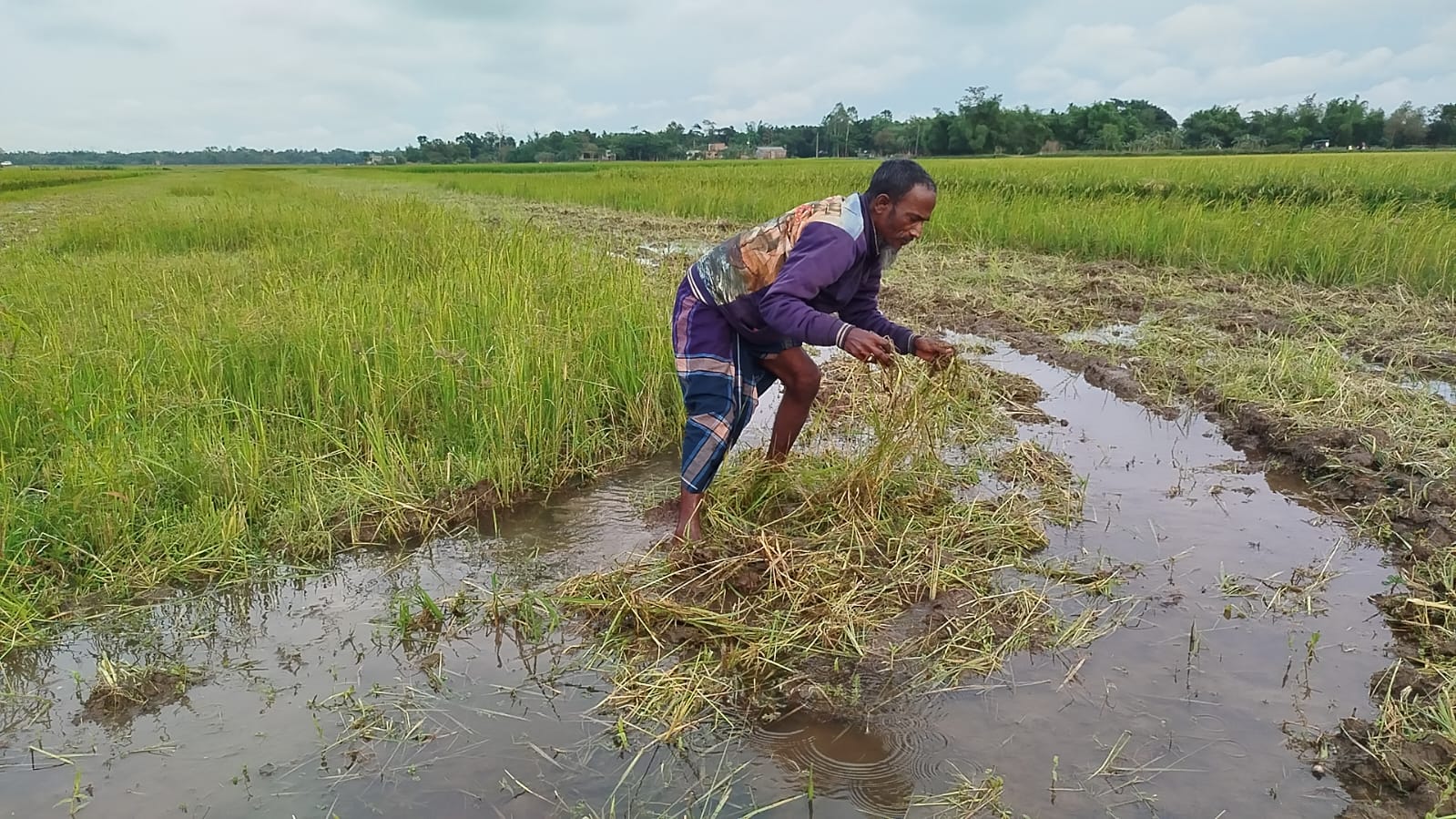 দোয়ারাবাজারে কৃষকের জমিতে জোরপূর্বক হালচাষের অভিযোগ, বাধা দিতে গিয়ে হামলার শিকার পরিবার