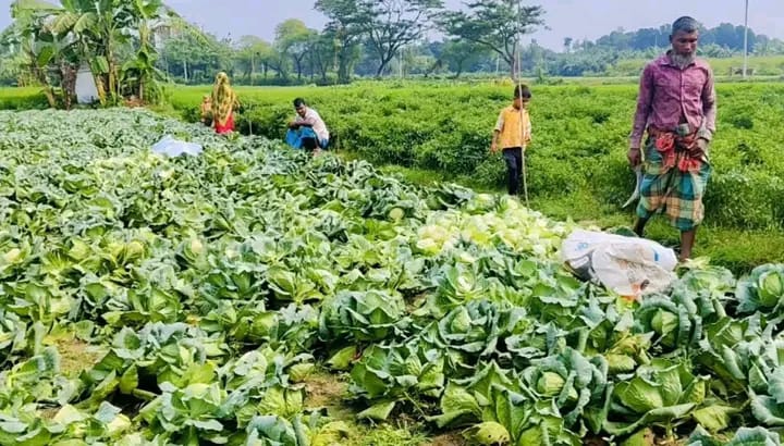 রাতের আঁধারে কৃষকের স্বপ্ন ছাই ফলন্ত কফি গাছ কেটে ফেলে তছনছ