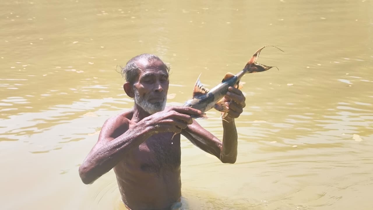 কমলগঞ্জে ধলাই নদীতে বিষ প্রয়োগে মাছ নিধনের অভিযোগ, ঝুঁকিতে জনস্বাস্থ্য