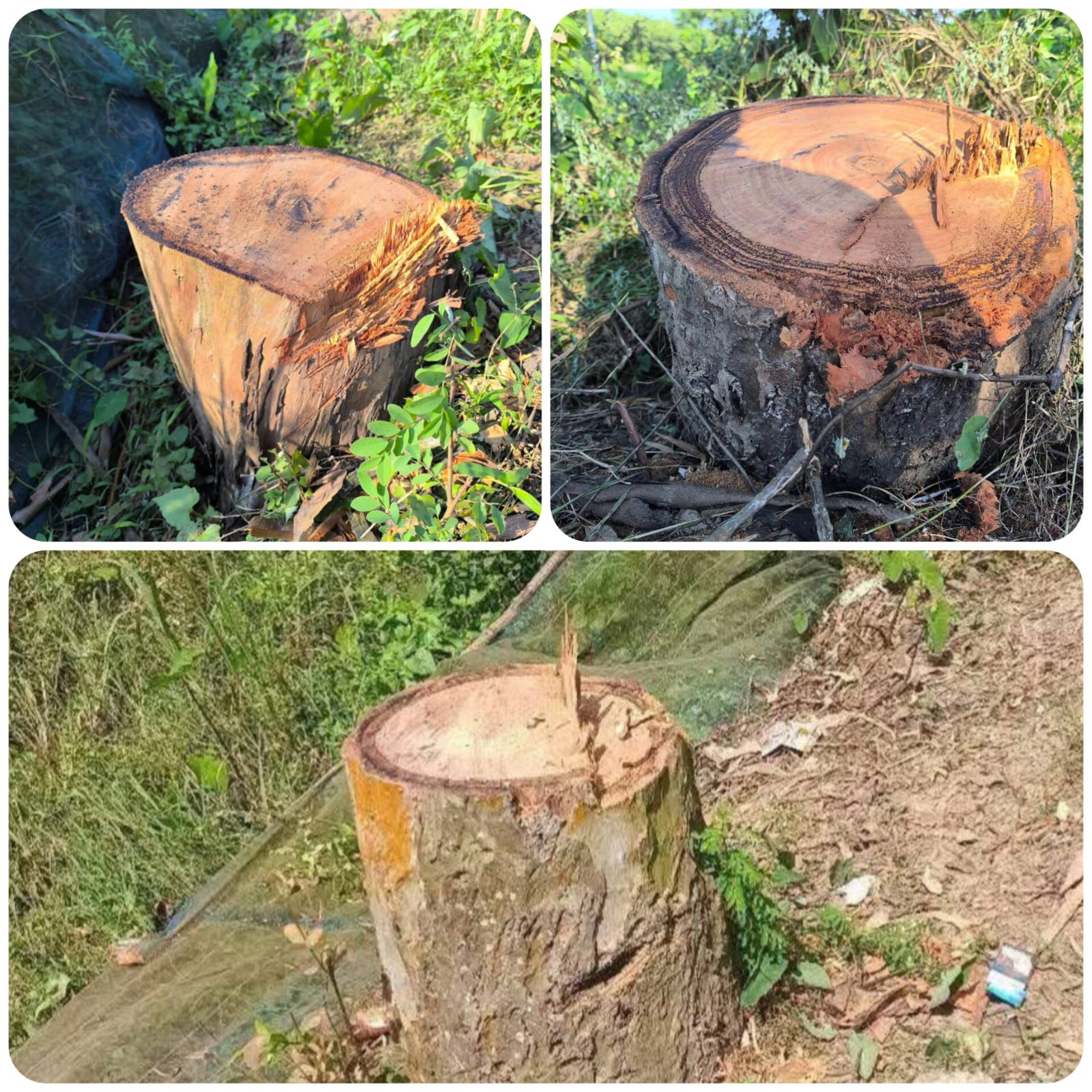 কমলগঞ্জে রাতের আঁধারে ১৪টি গাছ উধাও, বনরেঞ্জ কার্যালয় কাছে থাকলেও রহস্য