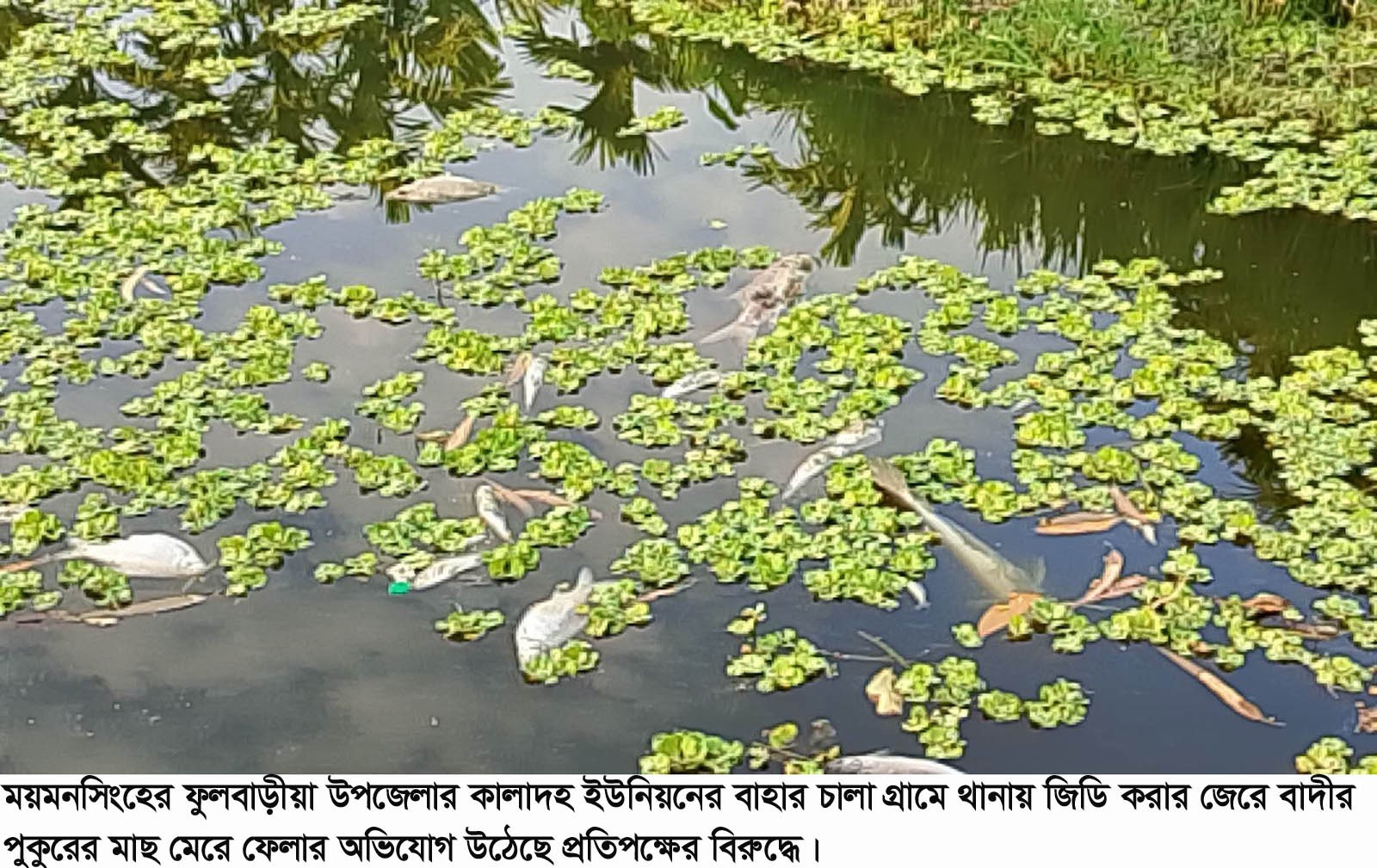 ফুলবাড়ীয়ায় থানায় জিডি করার জেরে পুকুরে মাছ মেরে ফেলার অভিযোগ